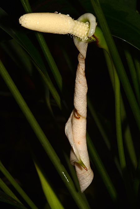 Tawaia sabahensis