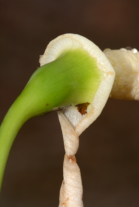 Tawaia sabahensis