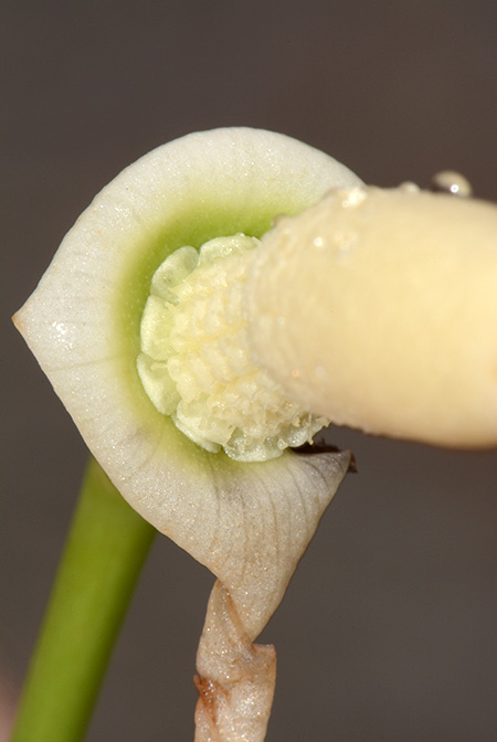 Tawaia sabahensis