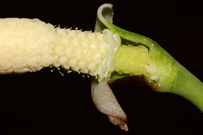 Tawaia sabahensis