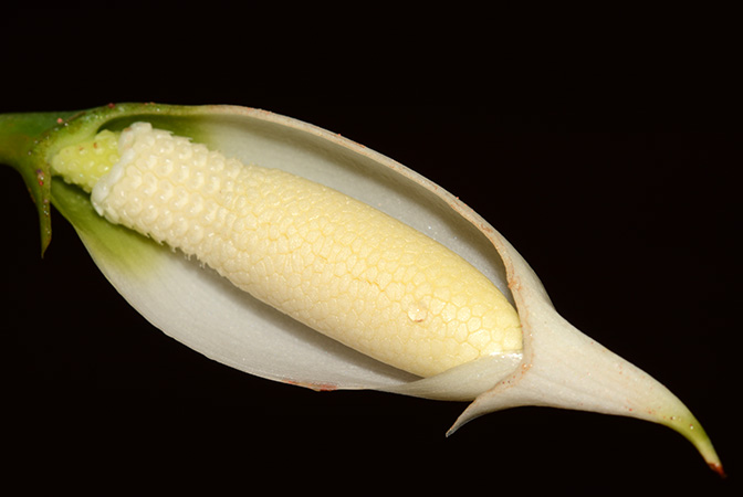 Tawaia sabahensis