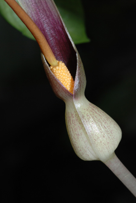 Typhonium albidinervium