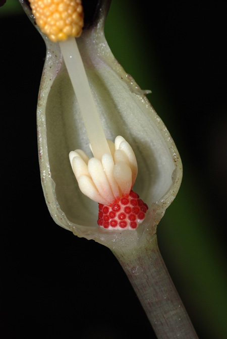 Typhonium albidinervium
