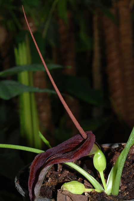 Typhonium blumei