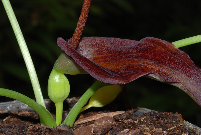 Typhonium blumei