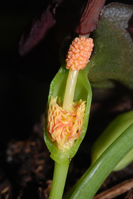 Typhonium blumei