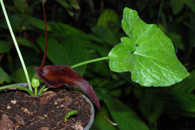 Typhonium blumei