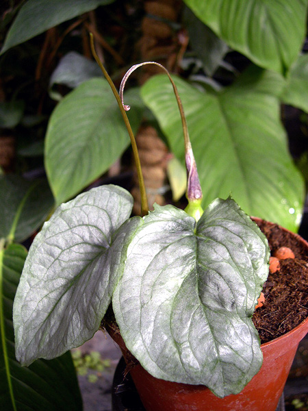 Typhonium circinnatum
