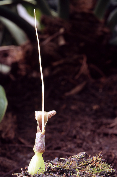 Typhonium circinnatum
