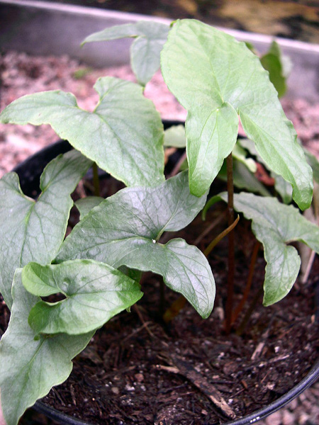 Typhonium filiforme
