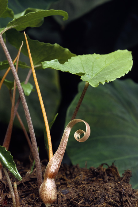 Typhonium filiforme