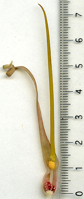 Typhonium filiforme