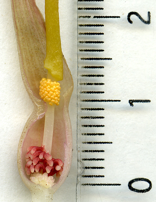 Typhonium filiforme