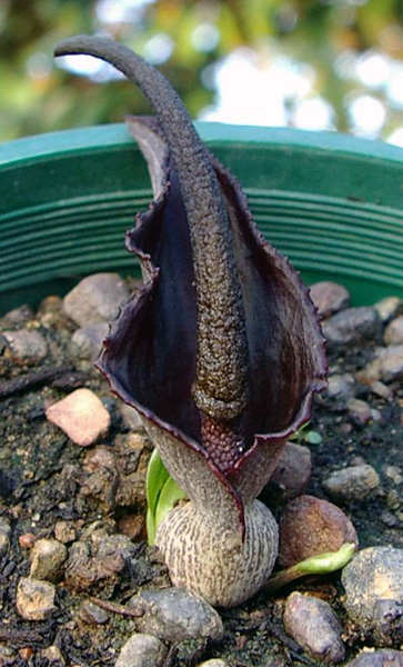 Typhonium praetermissum
