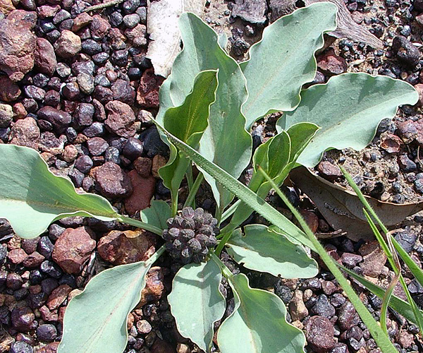 Typhonium praetermissum