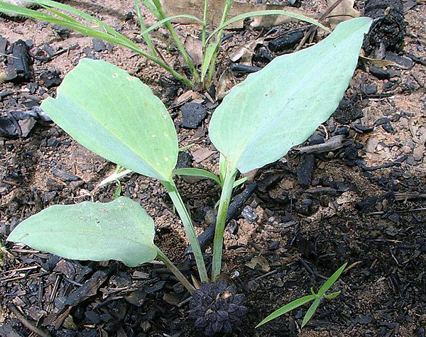 Typhonium praetermissum