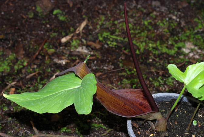 Typhonium roxburghii