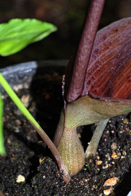 Typhonium roxburghii