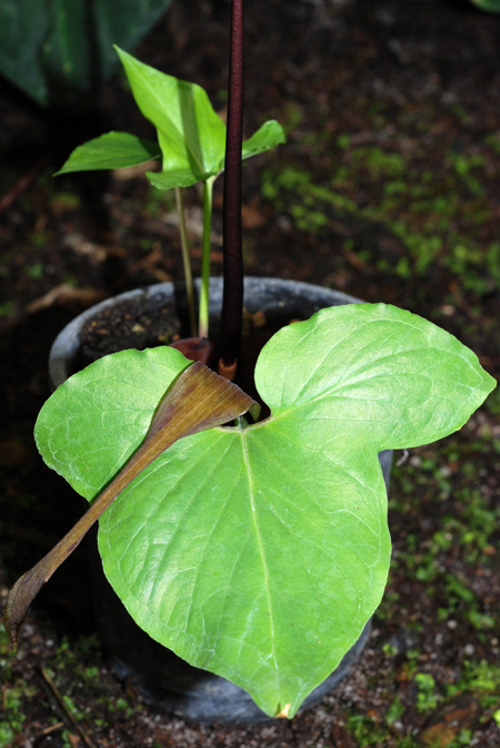 Typhonium roxburghii