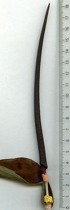 Typhonium roxburghii