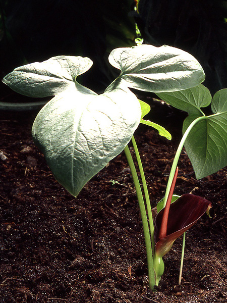 Typhonium trilobatum