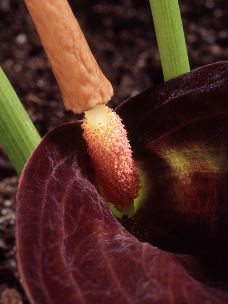 Typhonium trilobatum