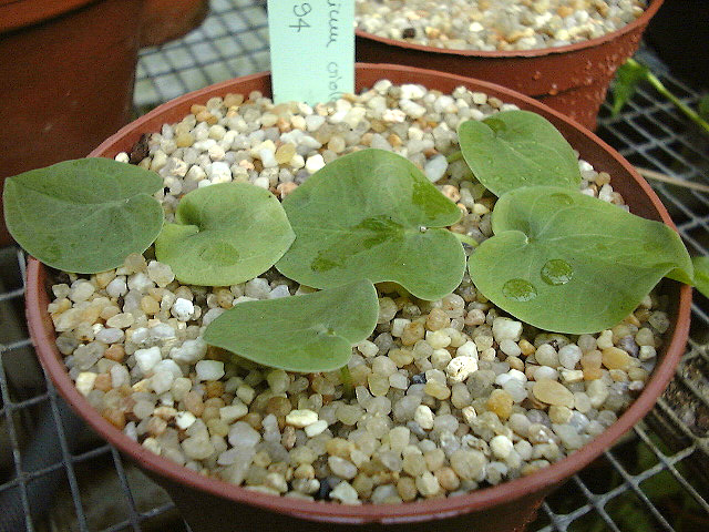 Typhonium violifolium