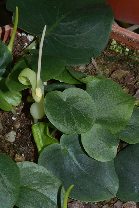 Typhonium violifolium