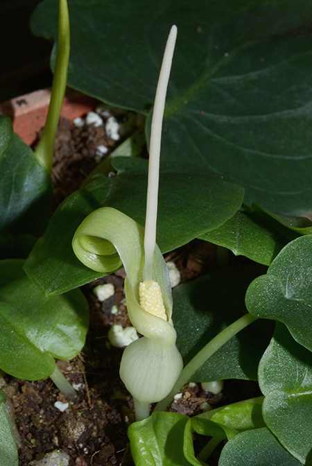 Typhonium violifolium