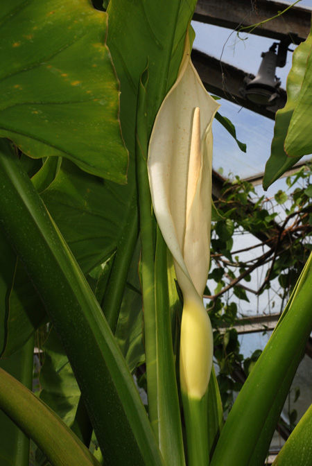 Typhonodorum lindleyanum