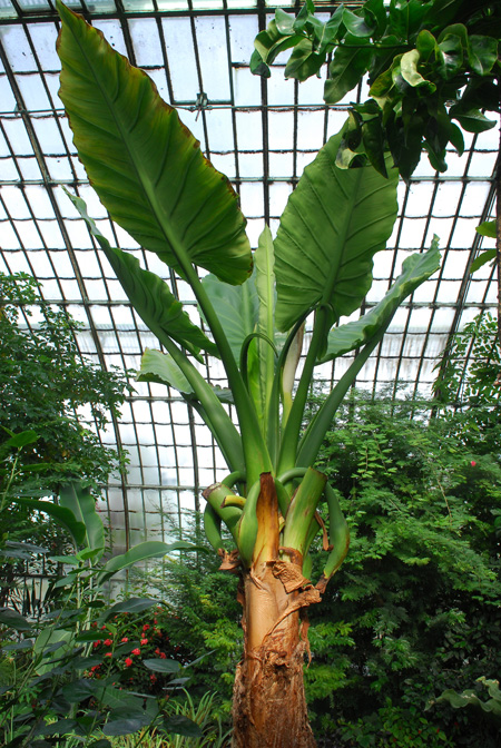 Typhonodorum lindleyanum