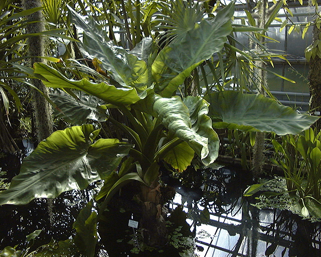 Typhonodorum lindleyanum
