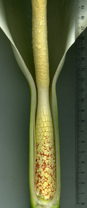 Typhonodorum lindleyanum