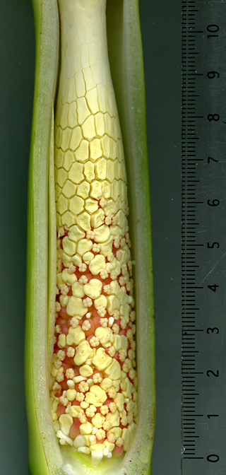 Typhonodorum lindleyanum