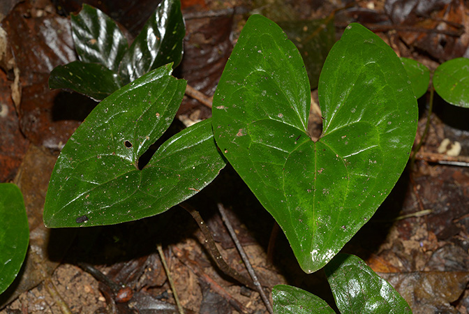 Ulearum donburnsii