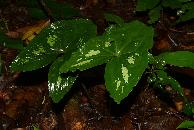 Ulearum donburnsii