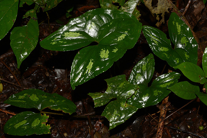 Ulearum donburnsii