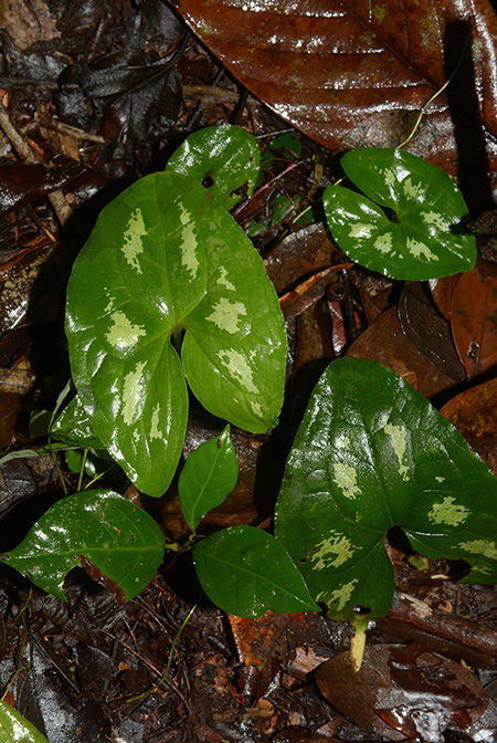 Ulearum donburnsii
