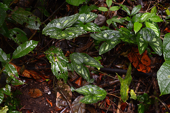 Ulearum donburnsii