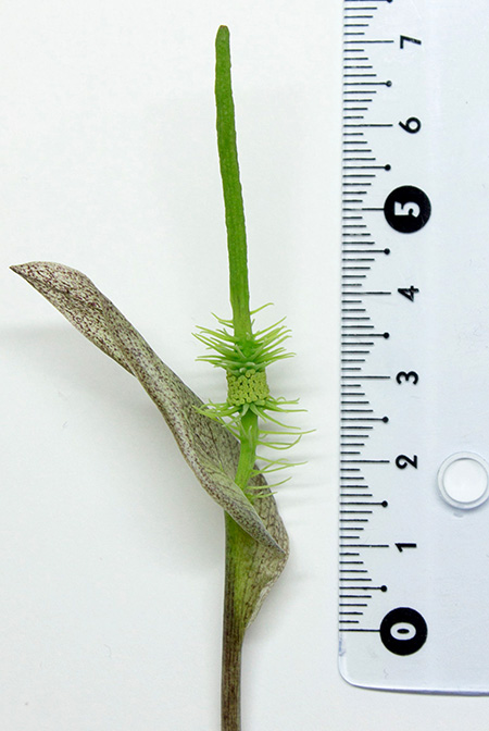 Ulearum donburnsii