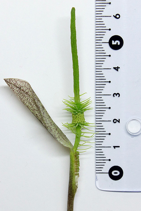 Ulearum donburnsii