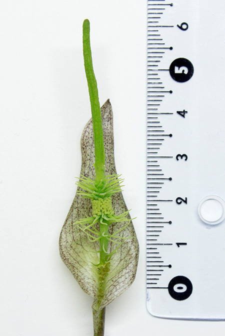 Ulearum donburnsii