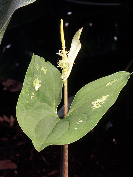 Ulearum donburnsii