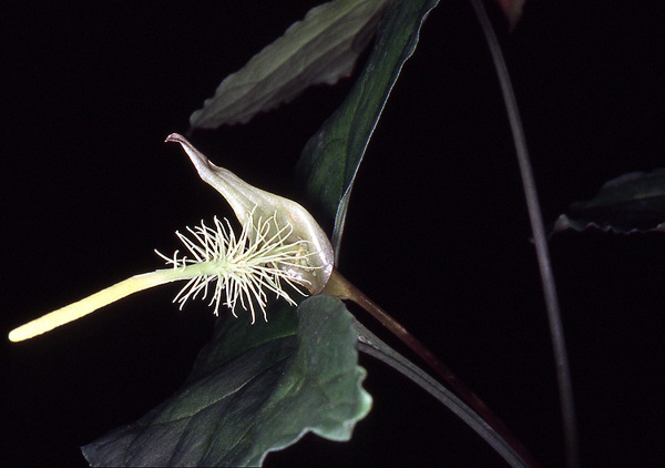 Ulearum donburnsii