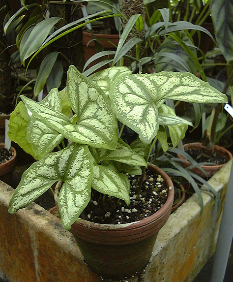 Ulearum sagittatum