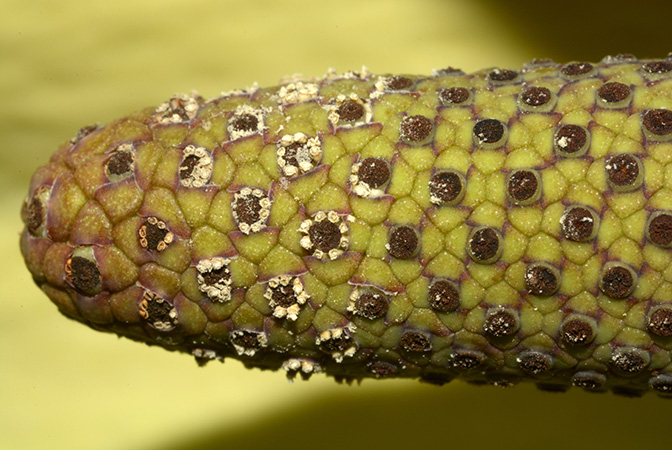 Urospatha grandis