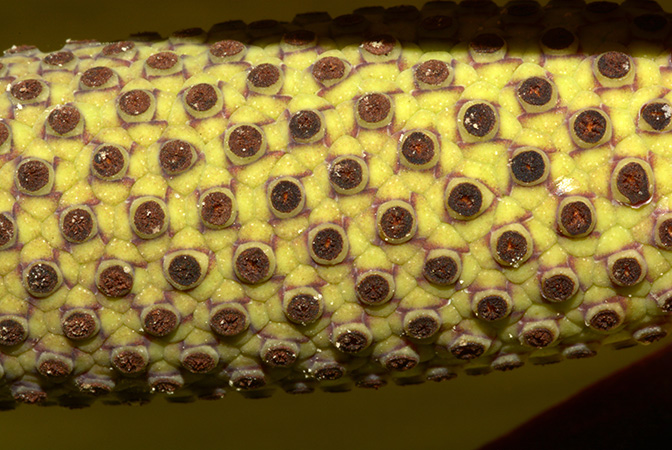 Urospatha grandis