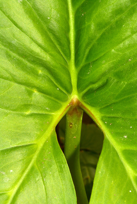 Urospatha grandis
