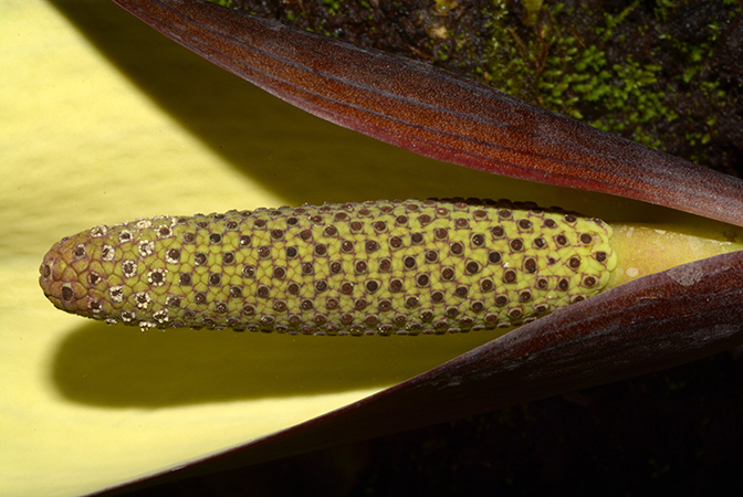 Urospatha grandis