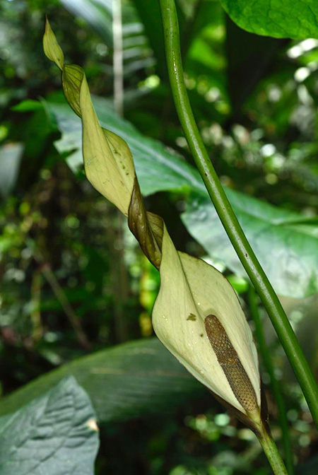 Urospatha grandis